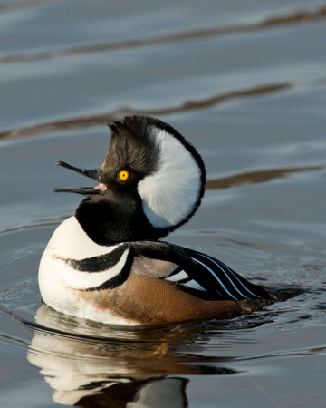 A drake Hooded Merganser in the springの写真素材