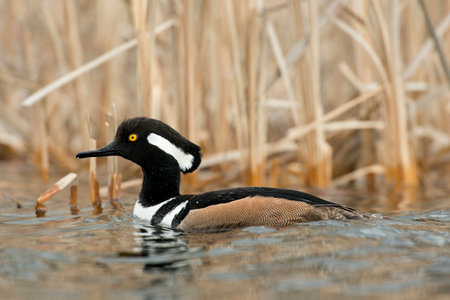 A drake Hooded Merganser in the springの写真素材