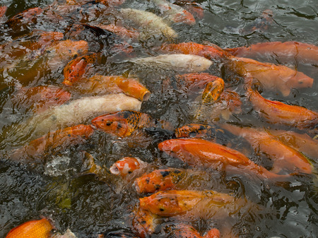 Koi fishの写真素材