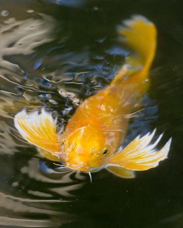 Koi Fishの写真素材
