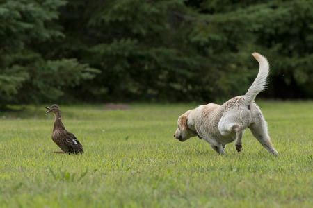 Bird Dog