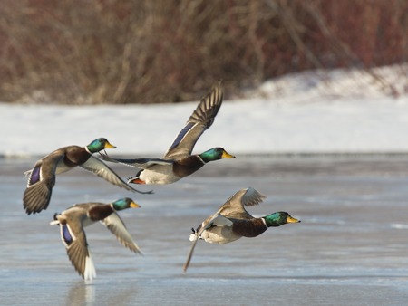 Flock of Mallard Ducksの写真素材