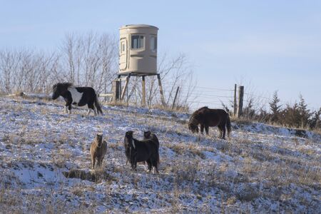 Herd of Poniesの写真素材