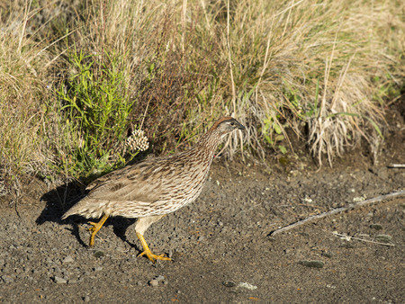 Erckle Francolin