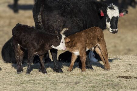 New Born Calfの写真素材