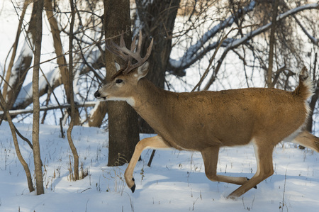 Running Whitetail Deerの写真素材