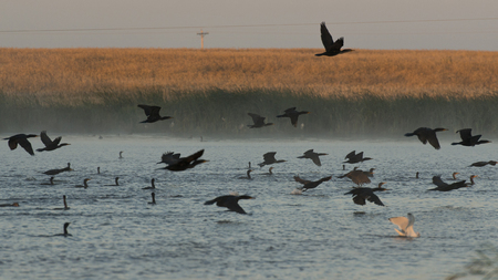 Feeding Cormorants
