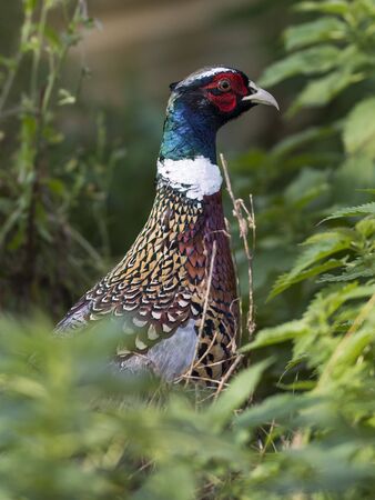 Rooster Pheasant