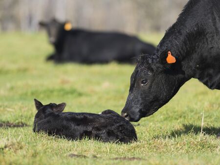Black Angus Cow and Calfの写真素材