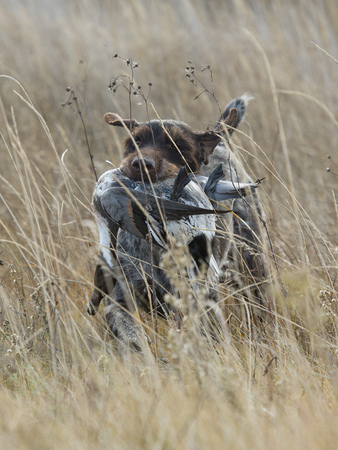 A hunting dog with a duck