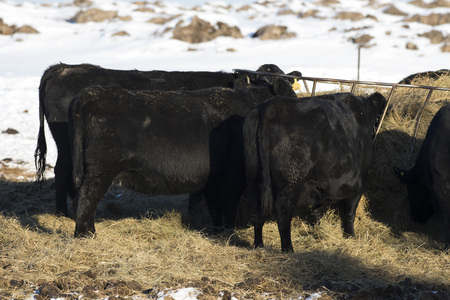 Black Angus Cattle in feed lot in the winterの写真素材