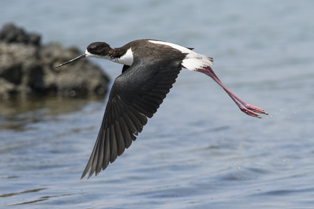 An endangered Hawaiian Stiltの写真素材