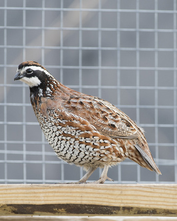 Bobwhite Quail in a pen on a Game Farmの写真素材