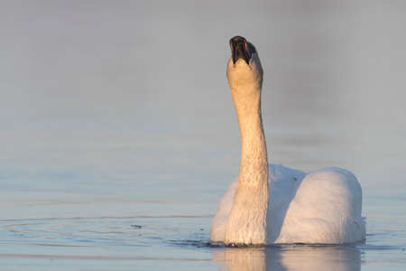 A Trumpter Swan drinking from a wetlandの写真素材