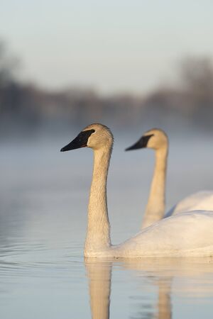 A pair of Trumpter Swans on a wetlandの写真素材
