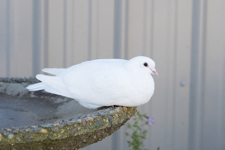 White Pigeonの写真素材