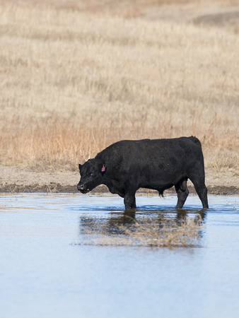 A Black Angus Bull in a Kansas Pondの写真素材
