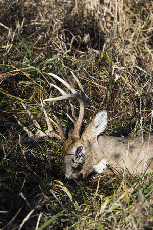A harvested Deer in Iowa during hunting seasonの写真素材