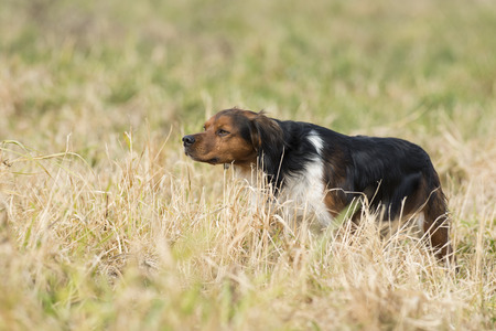 A Fench Brittany Spaniel hunting dogの写真素材
