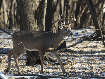 A whitetail Buck in Minnesotaの写真素材