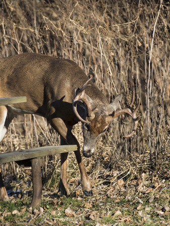 A whitetail Buck in Minnesotaの写真素材