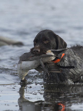 A Drahthaar hunting dog with a Drake Pintail in North Dakotaの写真素材