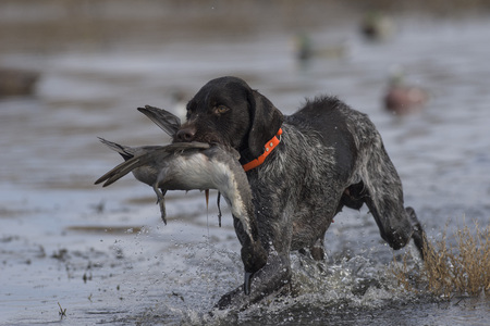 A Drahthaar hunting dog with a Drake Pintail in North Dakotaの写真素材