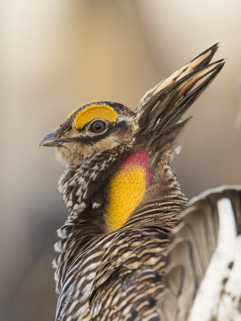 A Booming Greater Prairie Chicken in the spring
