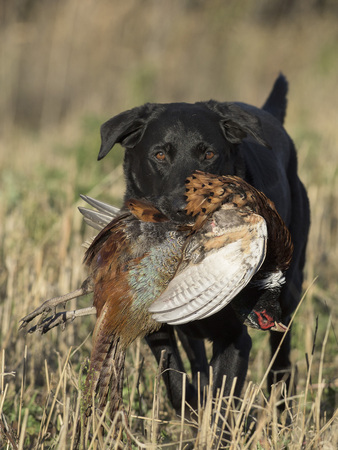 A Black Labrador Retriever with a Ringneck pheasant in South Dakotaの写真素材