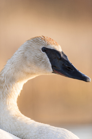 A close up of a Wild Trumpter Swanの写真素材