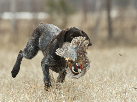 A hunting dog with a Rooster Pheasantの写真素材