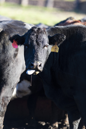 Black Angus cow in a feed lot in Minnesotaの写真素材