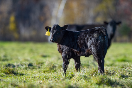 Angus Calf in a pasture on a late autmn dayの写真素材
