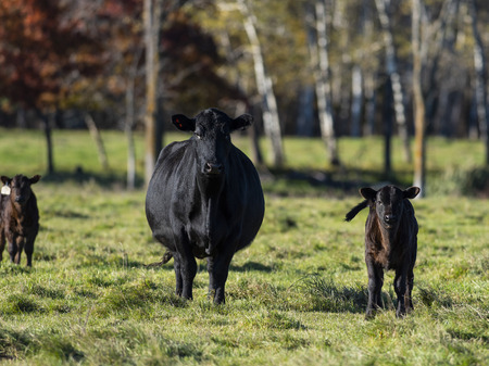 Black Angus cow and Calfの写真素材