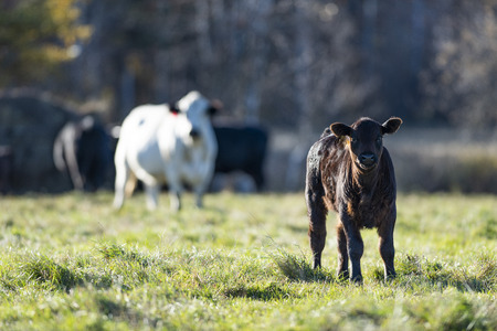 Black Angus calf in a pasture on a minnesota farmの写真素材