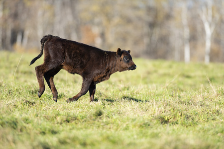 Black Angus calf in a pasture on a minnesota farmの写真素材