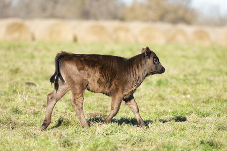 Black Angus calf in a pasture on a minnesota farmの写真素材