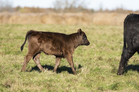 Black Angus calf in a pasture on a minnesota farmの写真素材