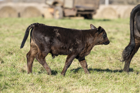 Black Angus calf in a pasture on a minnesota farmの写真素材