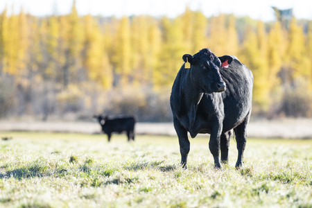 A Black Angus cow in a pastureの写真素材