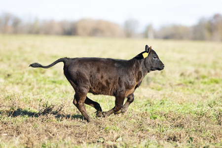 A Black Angus calf in a pasture on a Minnesota farmの写真素材