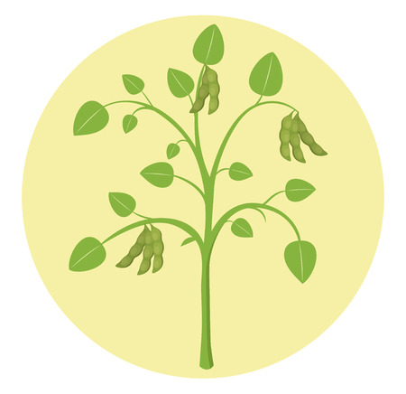 Soybean plant soyflat design vector icon isolated on circleのイラスト素材