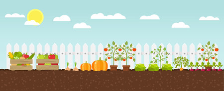 Planting growing vegetables flat design vector graphicのイラスト素材