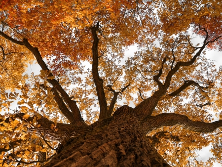 oak forest autumn nature woodの写真素材