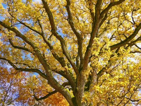oak forest wood autumn season