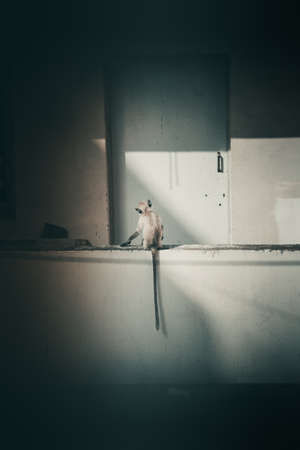 A brown monkey waiting in an Indian city
