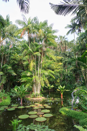 Pond with water lilies and palm trees in Singapore Botanic Gardensのeditorial素材