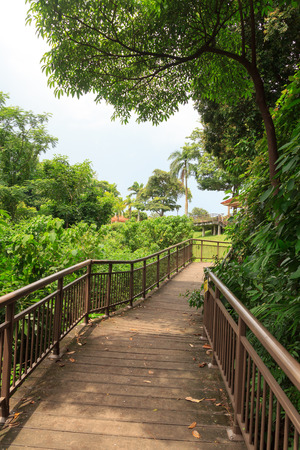 Marang trail / Southern ridges on Mount Faber rainforest, Singaporeの写真素材