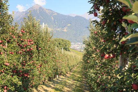 Apple trees and mountain panorama in Tirol, South Tyrol, Italyの写真素材