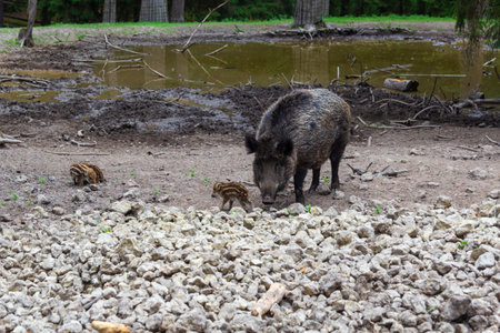Wild boar and two wild boar whelps searching for foodの写真素材